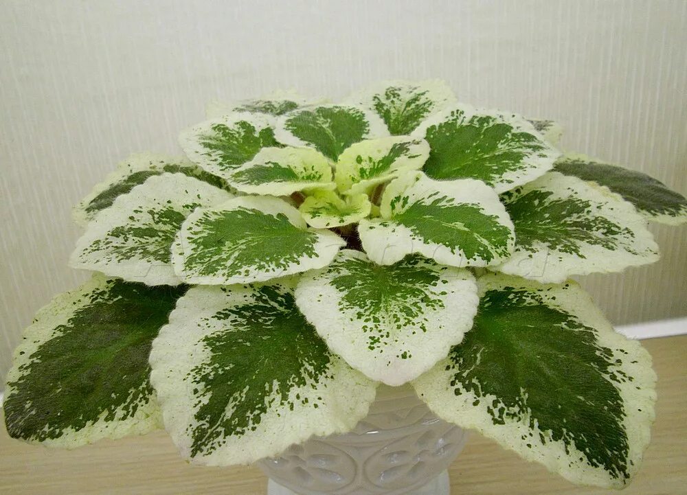 сенполия пестролистные сорта. фиалка листики белые. кроновая пестролистность у фиалок. пестролистные фиалки сорта. фиалка willodene.