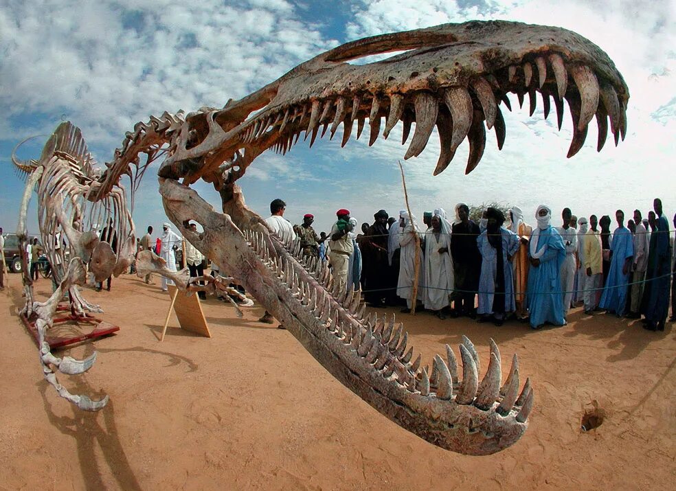 живой мамонт в сибири. сегодня существует большое. кожистая морская черепаха. речные монстры скат хвостокол. скелет динозавра.