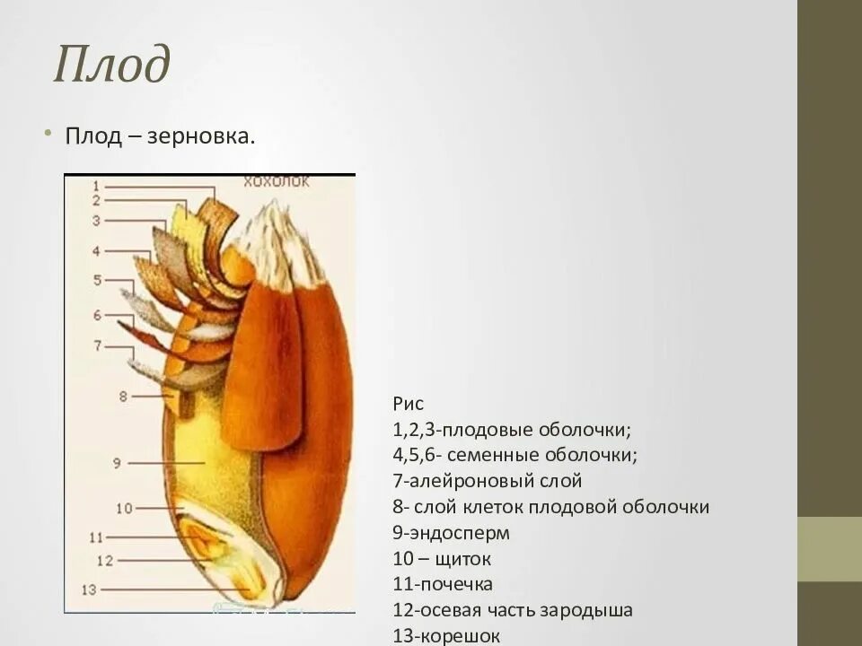 Строение зерновки. Плодовая оболочка зерновки. Плодовая оболочка зерновки пшеницы. Строение зерновки пшеницы.