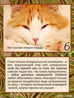 Какой вы кот