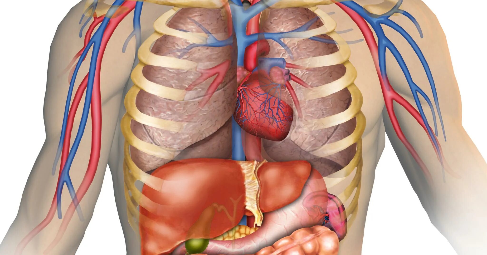 Сердце снизу. Расположение сердца у человека. Расположение сердца у женщины. Анатомия человека внутренние органы. Расположение сердца в грудной.