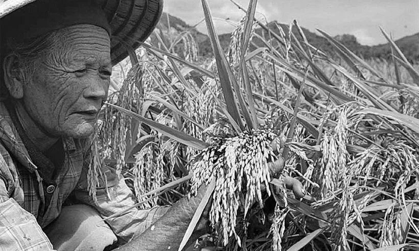 Мао цзэдун геноцид воробьев. Воробьев китай. Мао цзэдун уничтожение воробьев. Воробьев китай. Китай истребление воробьев 1958.