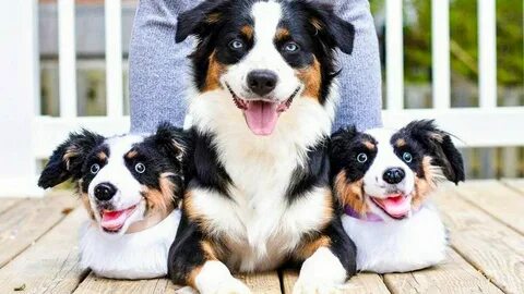 Pets фото