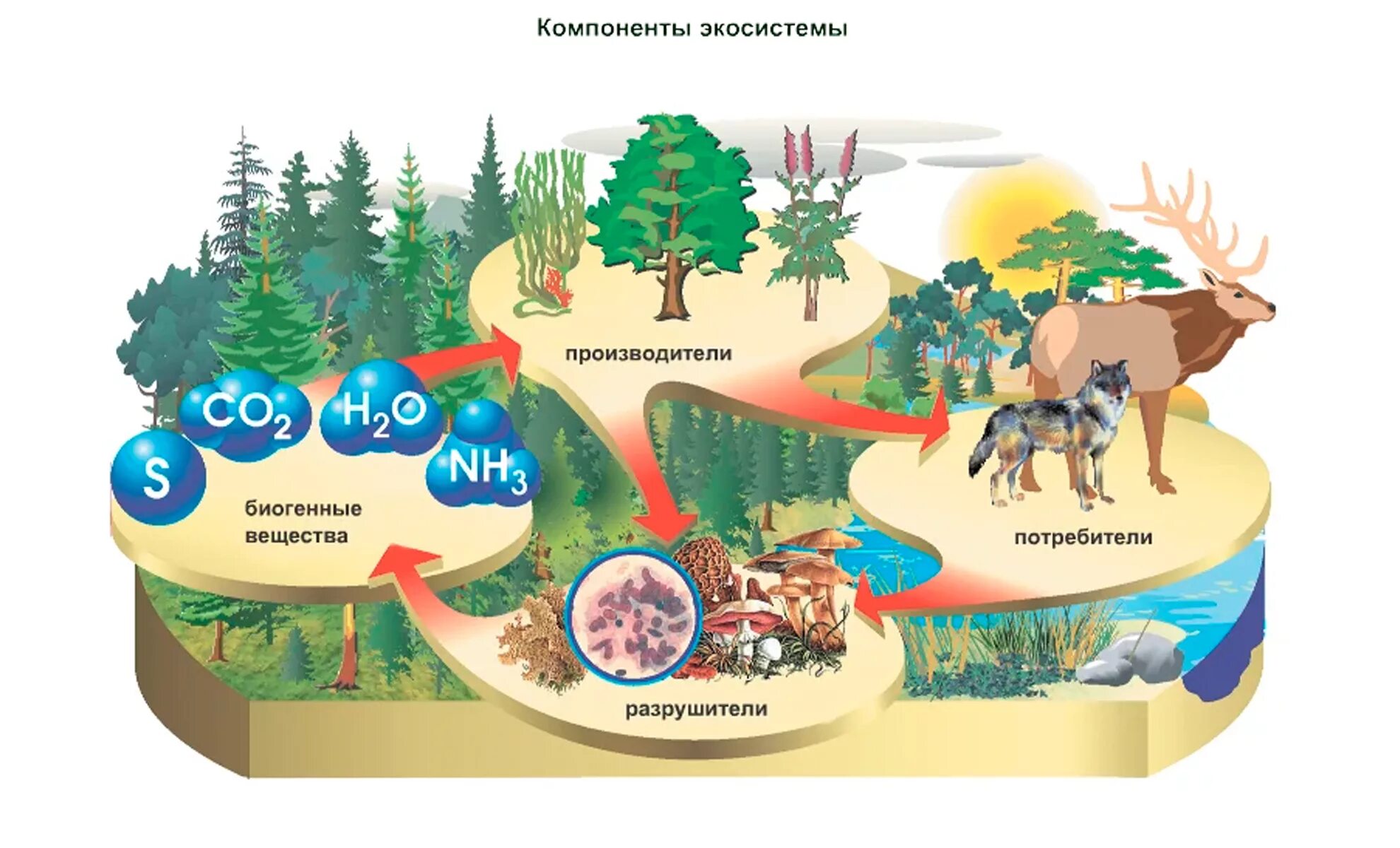 Экосистема. Компоненты экосистемы. Экосистема это в экологии. Производители, потребителиhfpheibntkb. Экосистемой можно считать