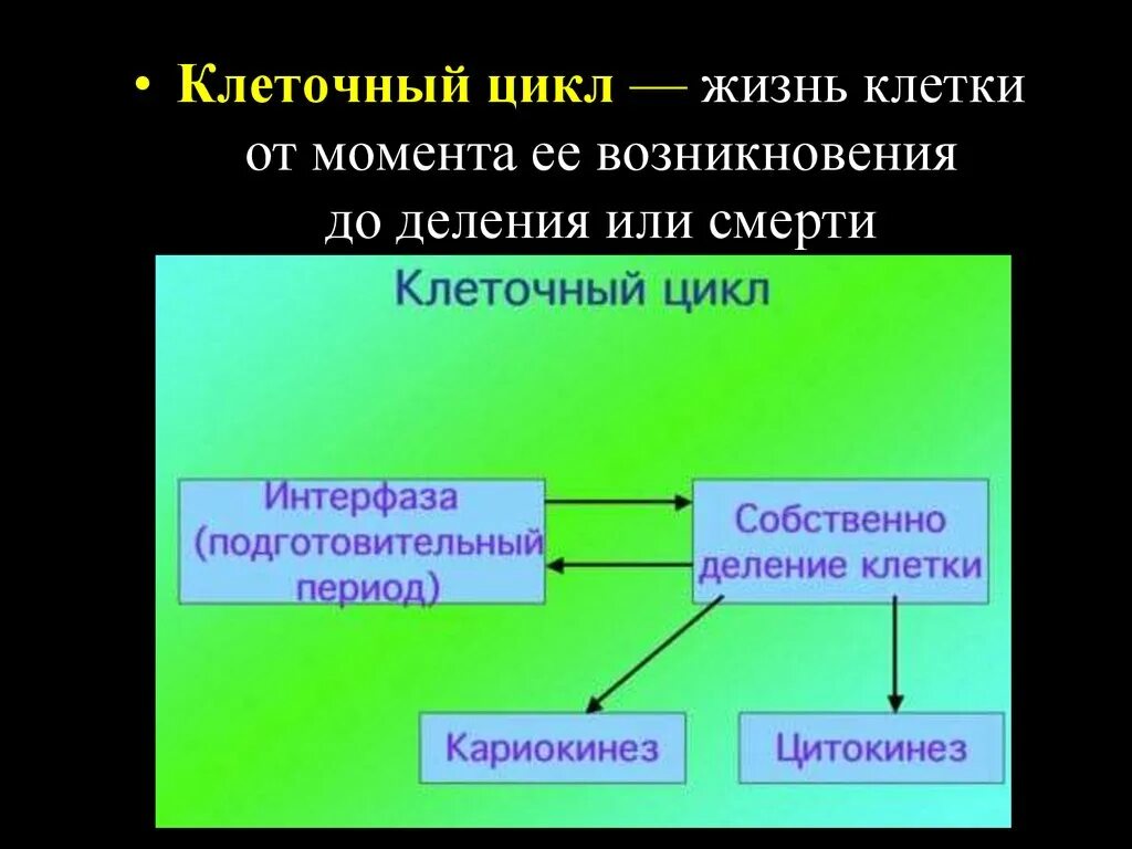Цикл жизни клетки. Жизненный цикл клетки смерть. Жизнь клетки до деления. Жизнь клетки включает в себя