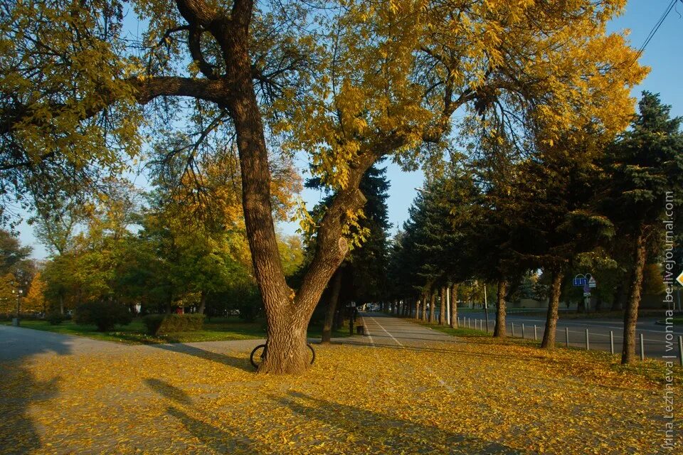 осень в краснодаре фото. парк краснодар осенью. осень в краснодаре. троицкий храм осень краснодар. парк краснодар осень.