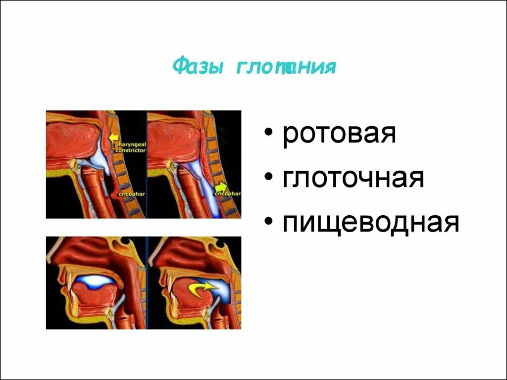 Фазы глотания. Глотание физиология. глоточная фаза глотания. ротовая фаза глотания.