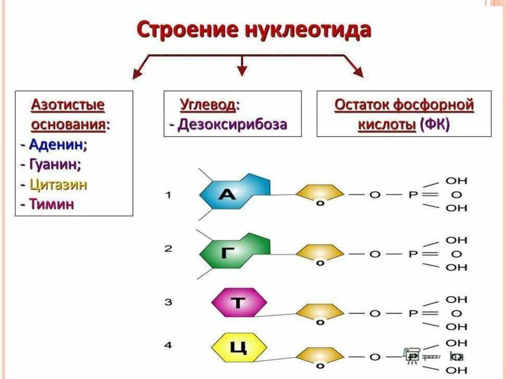 Строение нуклеотида ДНК. Строение нуклеотидов ДНК нуклеотид. Схема строения нуклеотида. Состав и строение нуклеотидов.