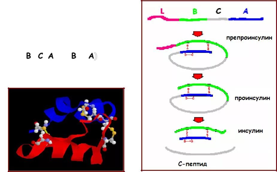 Синтез инсулина последовательность. Препроинсулин проинсулин инсулин. Инсулин проинсулин и с-пептид. Схема синтеза инсулина. Пептид схема.