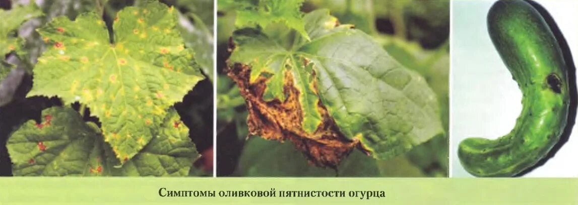 Антракноз огурцов. Кладоспориоз огурцов чем лечить. Угловатая бактериальная пятнистость листьев огурца. Кладоспориоз огурцов. Бактериоз огурца.
