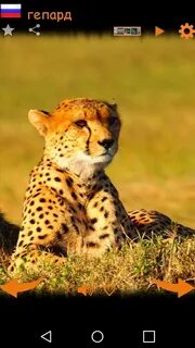 Real animal