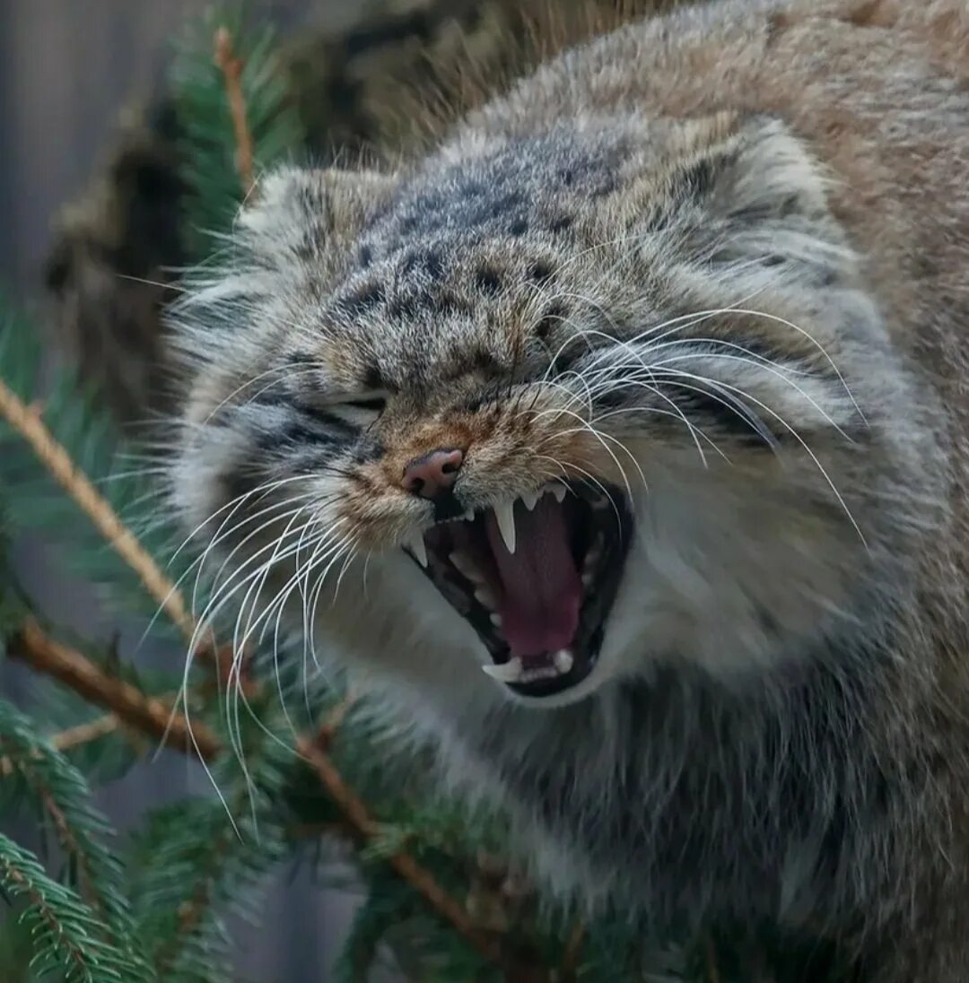 Степной кот Манул. Тибетский Манул. Дикий Лесной кот Манул. Кот Манул злой.