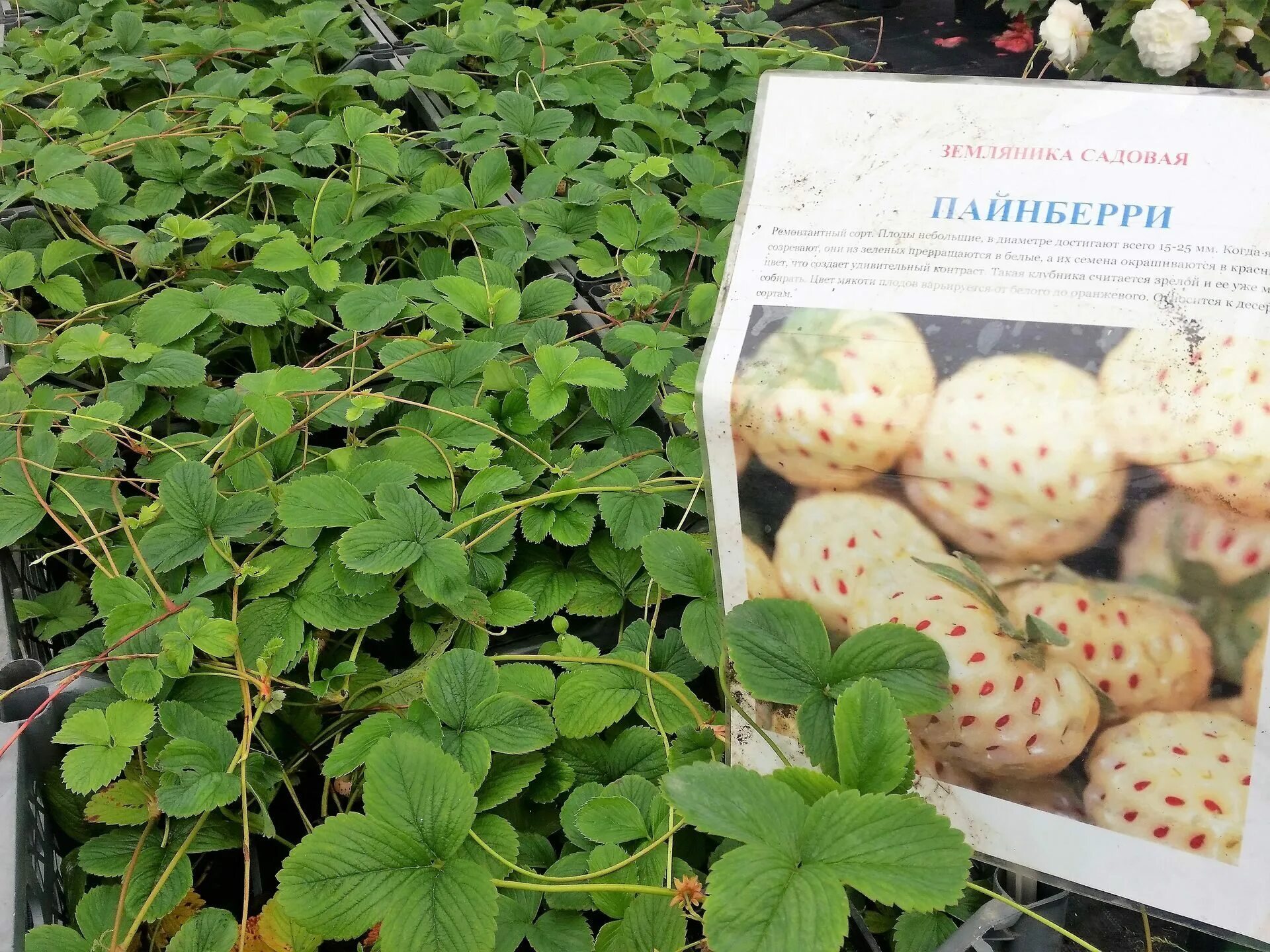 Weiße Ananas-Erdbeere 'Natural White' - 4 Pflanzen Erdbeeren, Pflanzen, Ananas