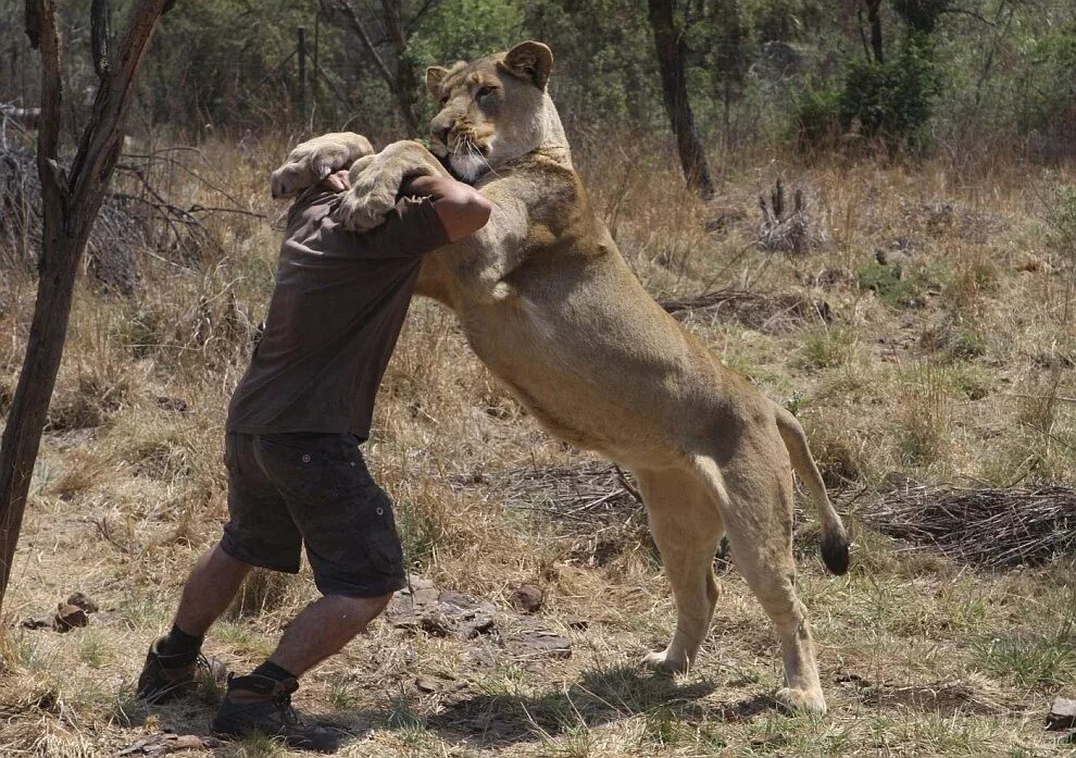 Нападение льва львов. Кевин Ричардсон Заклинатель Львов. Повелитель Львов Кевин Ричардсон. Кевин Ричардсон фонд против охоты на Львов. Кевин Ричардсон с львицами.