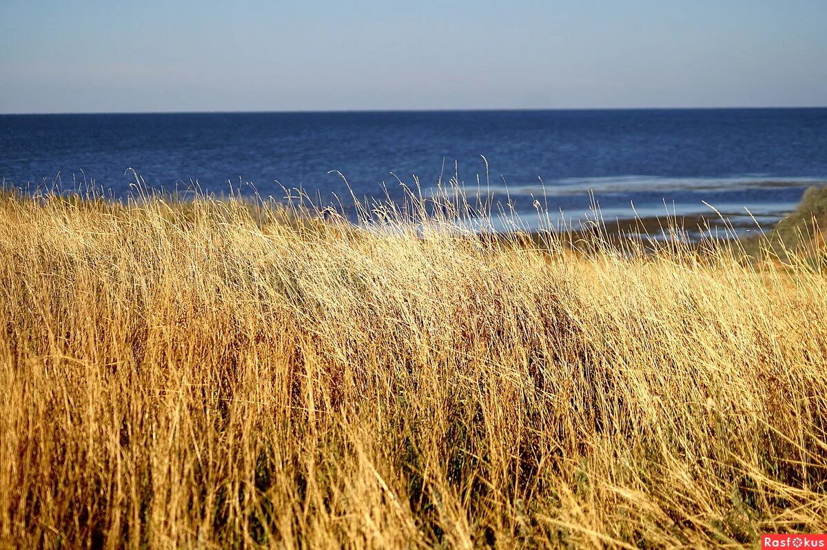 Степи крыма. Южнорусские степи. Типчаково-ковыльная степь. Степь и море. Степная ковыль заповедник оренбургский.