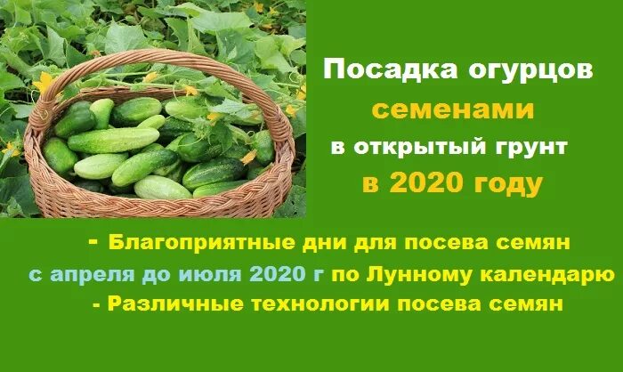 Огурцы на рассаду в мае. Благоприятные для посадки огурцов. Огурцы благоприятные дни для посадки. Дни посадки огурцов. Семена огурцов для посадки.