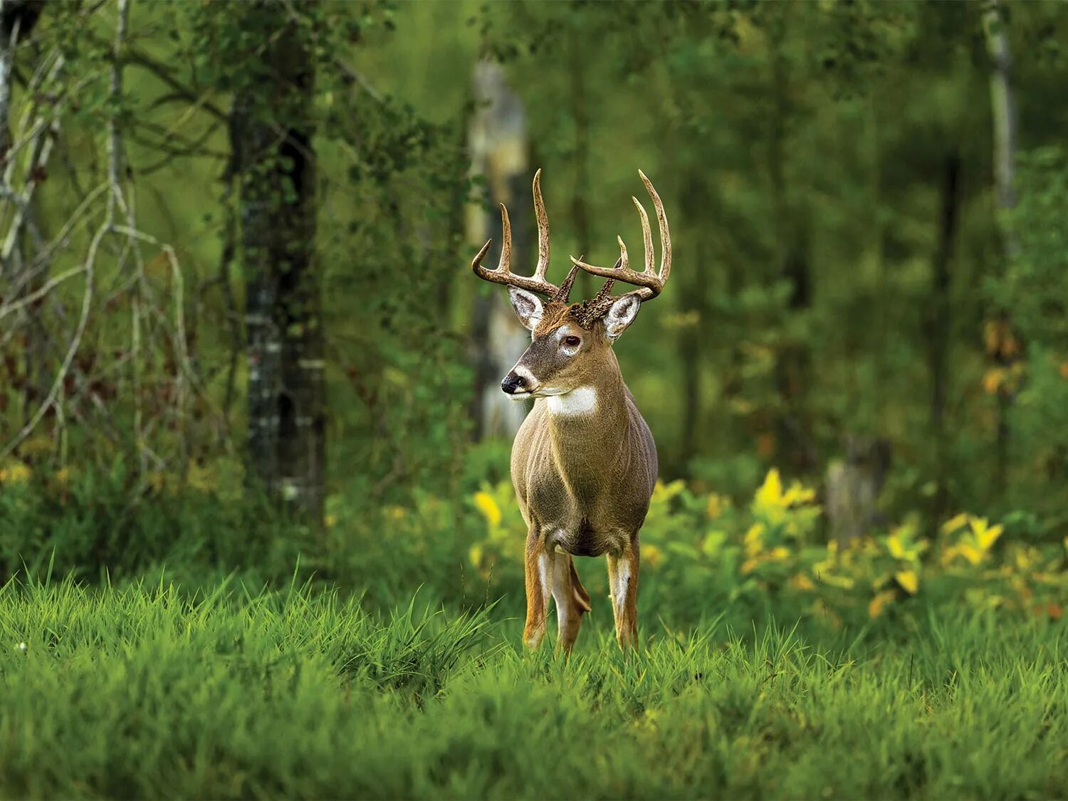 Охота на оленя. Wildlife фон. Хантинг. Wildlife ответы