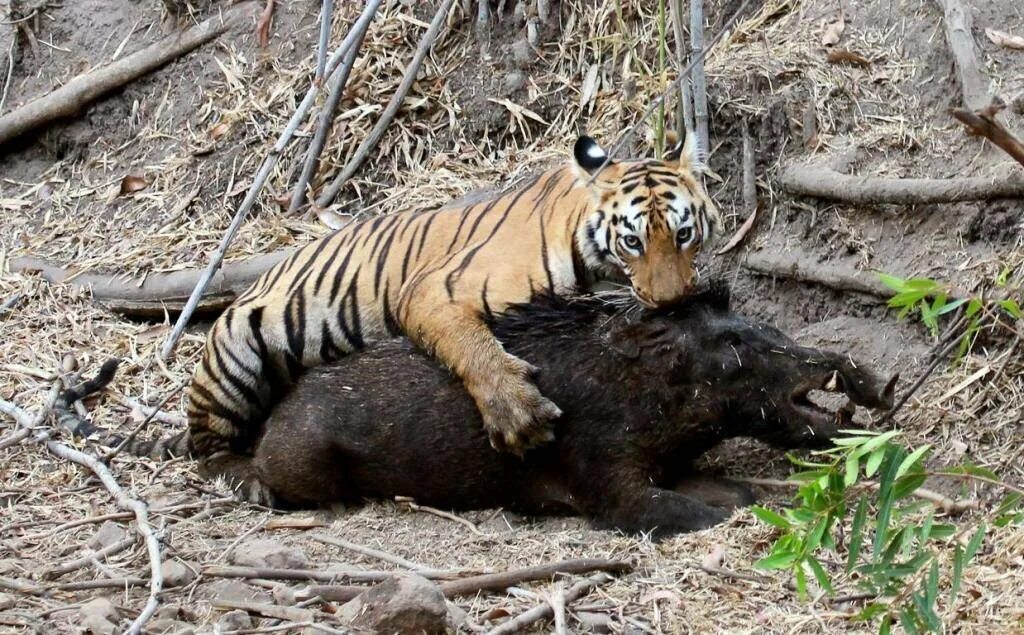 Tiger hunting