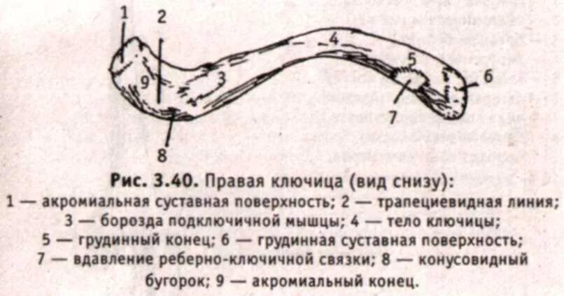 Конический бугорок и трапециевидная линия находится