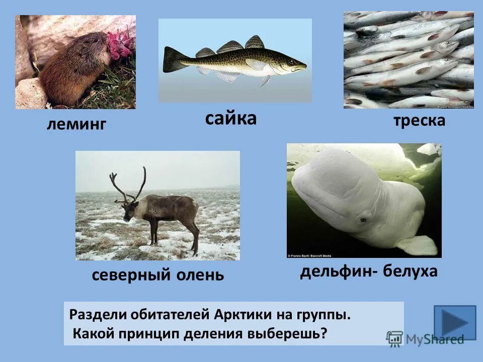 рыба арктических пустынь. сайка рыба. рыбы в арктических пустынях. рыба сайка арктических пустынь. рыба арктических пустынь.