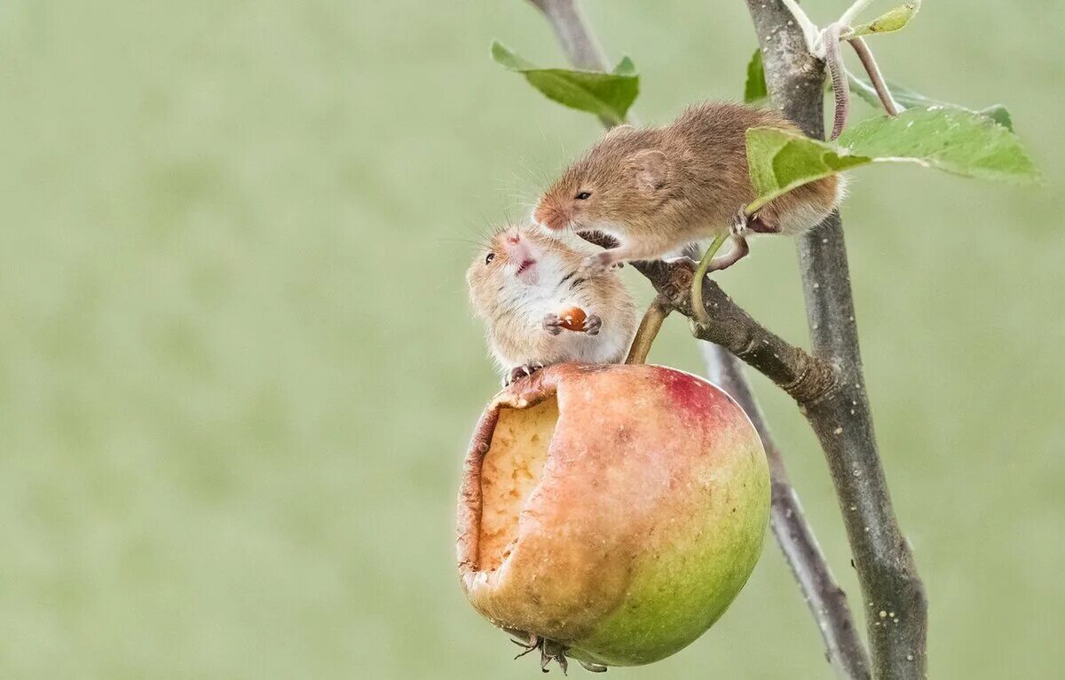 Яблоню обгрызли мыши. Мыши на яблоне. Мышка яблоня. Животные с яблоками.