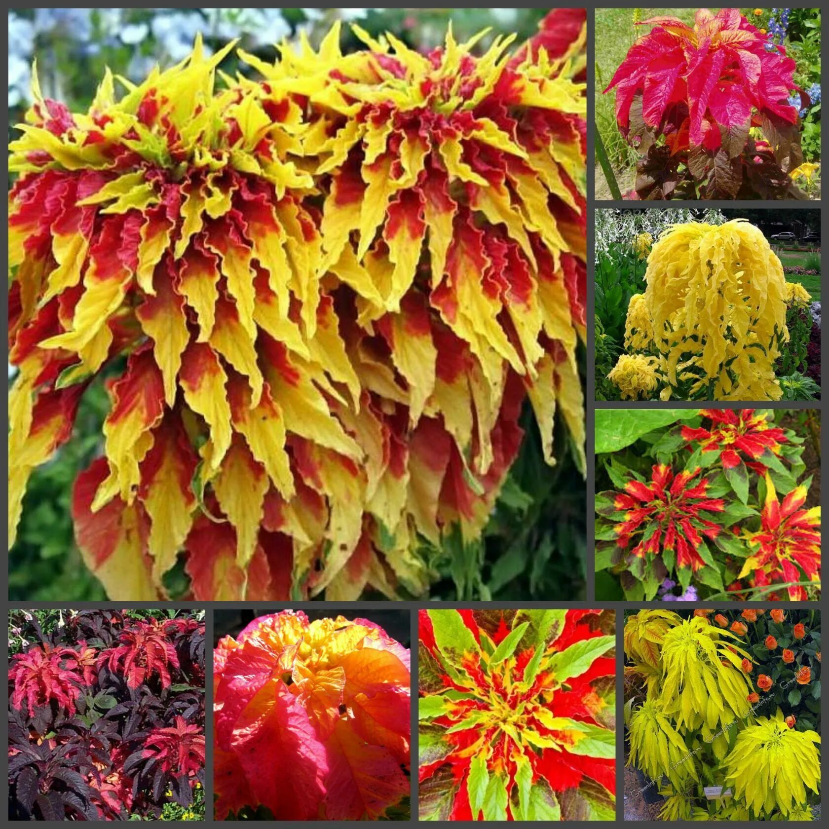 Амарант иллюминейшн. Семена амарант илюминейшн престиж. Перфекта цветок. Амарант трехцветный. Амарант трехцветный бразильский карнавал.