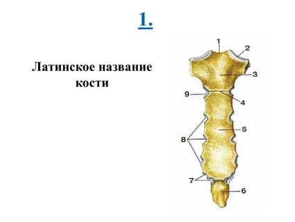Грудина какая кость плоская