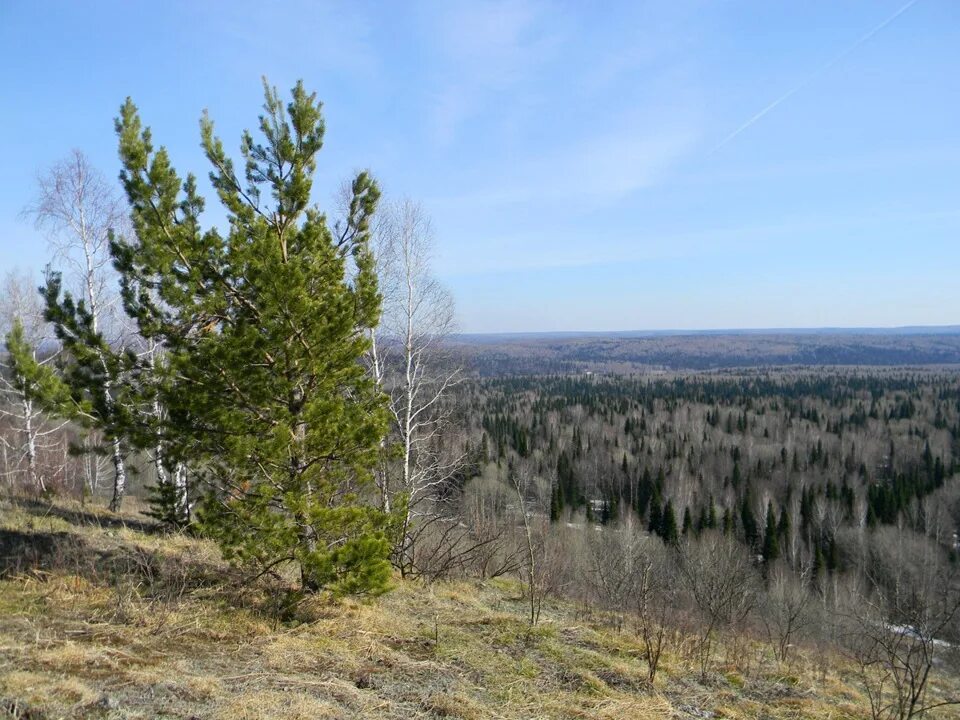 Гора пихтовый гребень новосибирская область. Гора пихтовый гребень новосибирская область. Пихтовый гребень гора новосибирская область. Пихтовый гребень горнолыжный комплекс. Пихтовый гребень гора новосибирская.