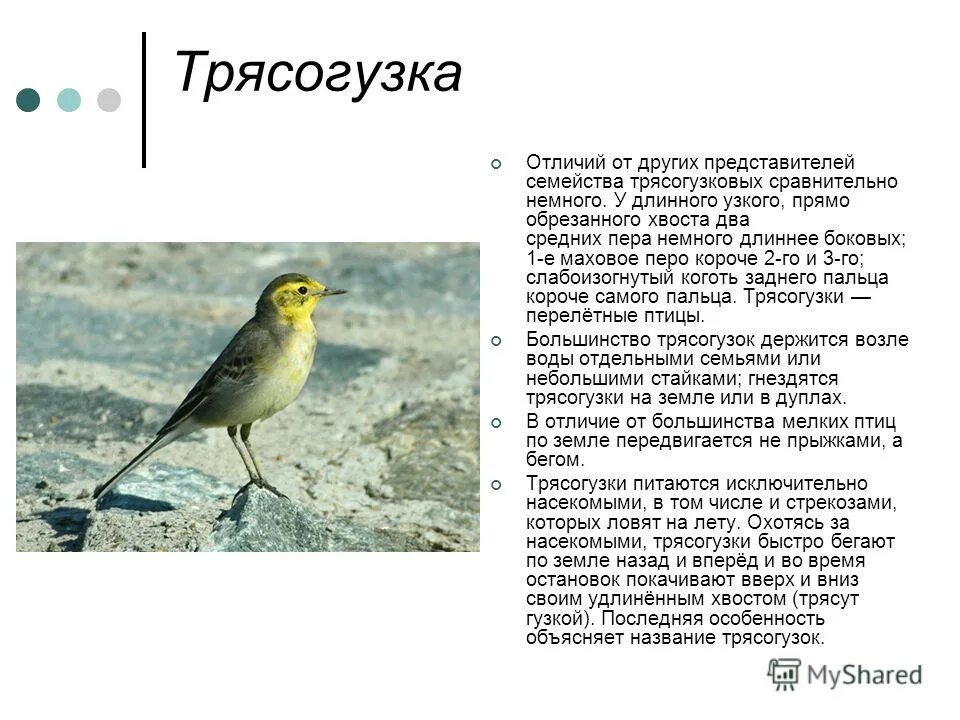 Трясогузка перелетная или нет. Трясогузка птица описание. трясогузка информация. трясогузка перелетная птица. трясогузка описание.