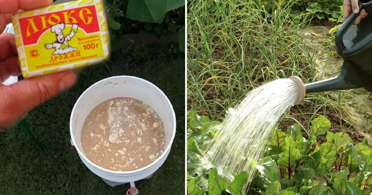 Можно ли проводить подкормку. Подкормка дрожжами растений. Удобрение из дрожжей. Дрожжи в огороде. Дрожжи для полива растений.