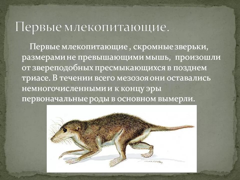 Какой элемент внешнего облика млекопитающих появляется впервые. Предки млекопитающих. Первые млекопитающие. Первое появление млекопитающих. Первые млекопитающие мелового периода.