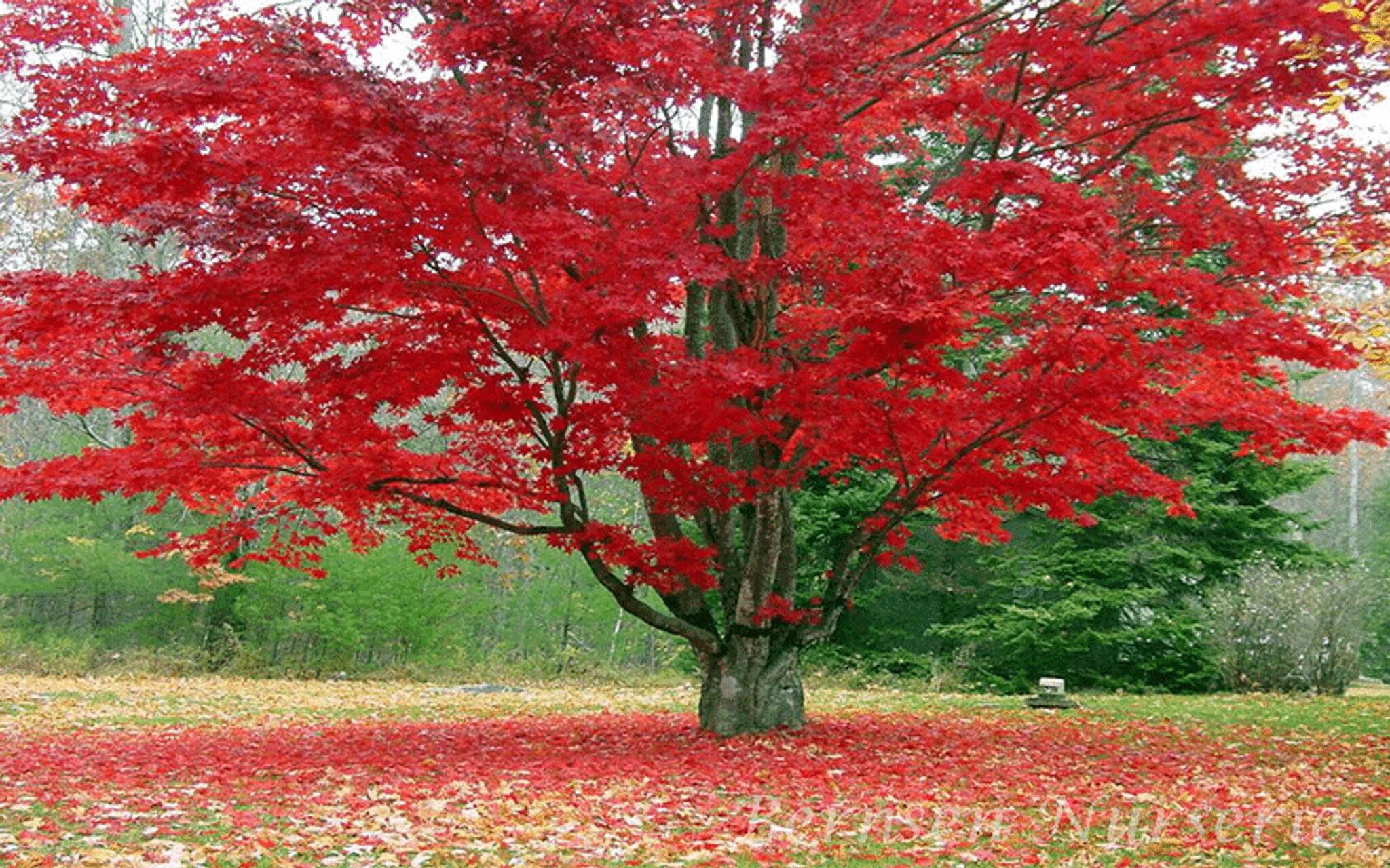 Acer rubrum (клен красный) 'Red Sunset'. Клен красный Acer rubrum. Клен канадский красный. Клен мелколистный красный. Красные деревья названия и фото