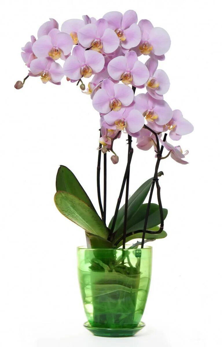 Леруа мерлен орхидея в горшке. Орхидея фаленопсис. Фаленопсис Орхидея Орхидея фаленопсис. Орхидея фаленопсис микс. Цветы фаленопсис микс.