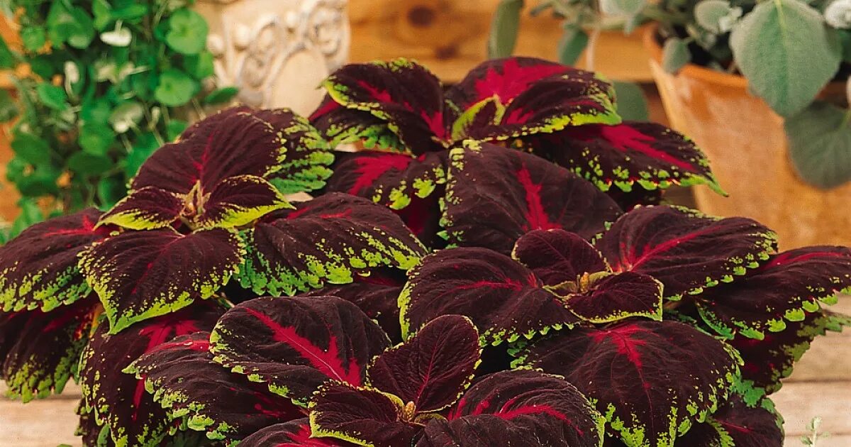 Как называется цветок бордовый лист. Колеус Блюме Кинг. Колеус Блюма. Колеус Крапивка. Колеус Кинг.