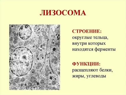 Строение лизосомы кратко таблица