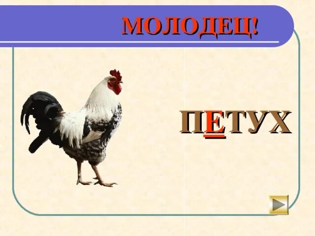 Слово петуха. Словарное слово петух в картинках. Петух словарное слово. Петушок слова. Слова петуха собаке