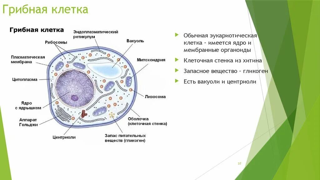 Грибные клетки покрыты снаружи клеточными. Строение эукариотической клетки грибной. Строение грибной клетки эукариот. Клетка гриба строение и функции. Органоиды грибной клетки строение.