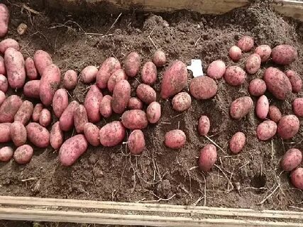 Сорт картофеля родриго характеристика отзывы фото описание