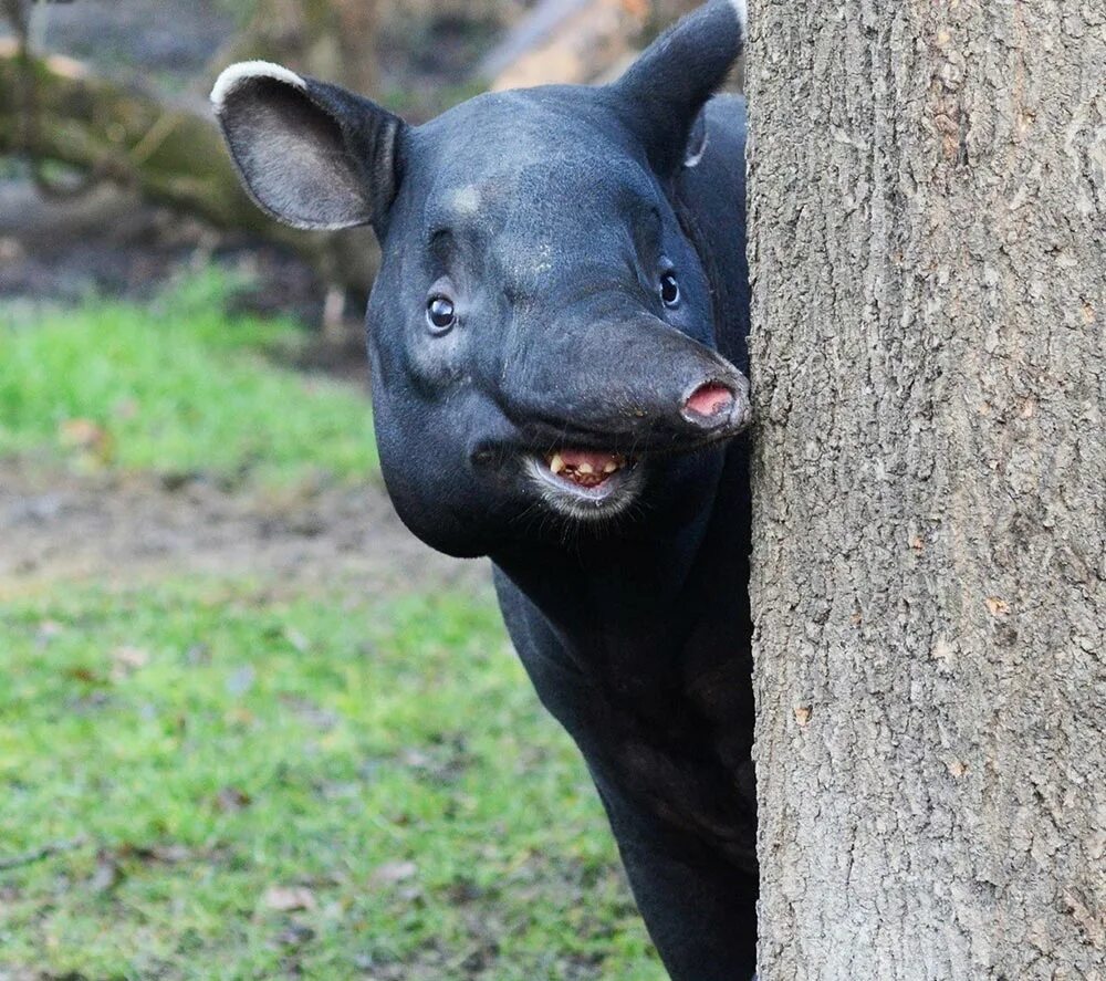 Центральноамериканский тапир. Нос тапира. Тапир поросята. Зверь тапир. Тупое животное в мире