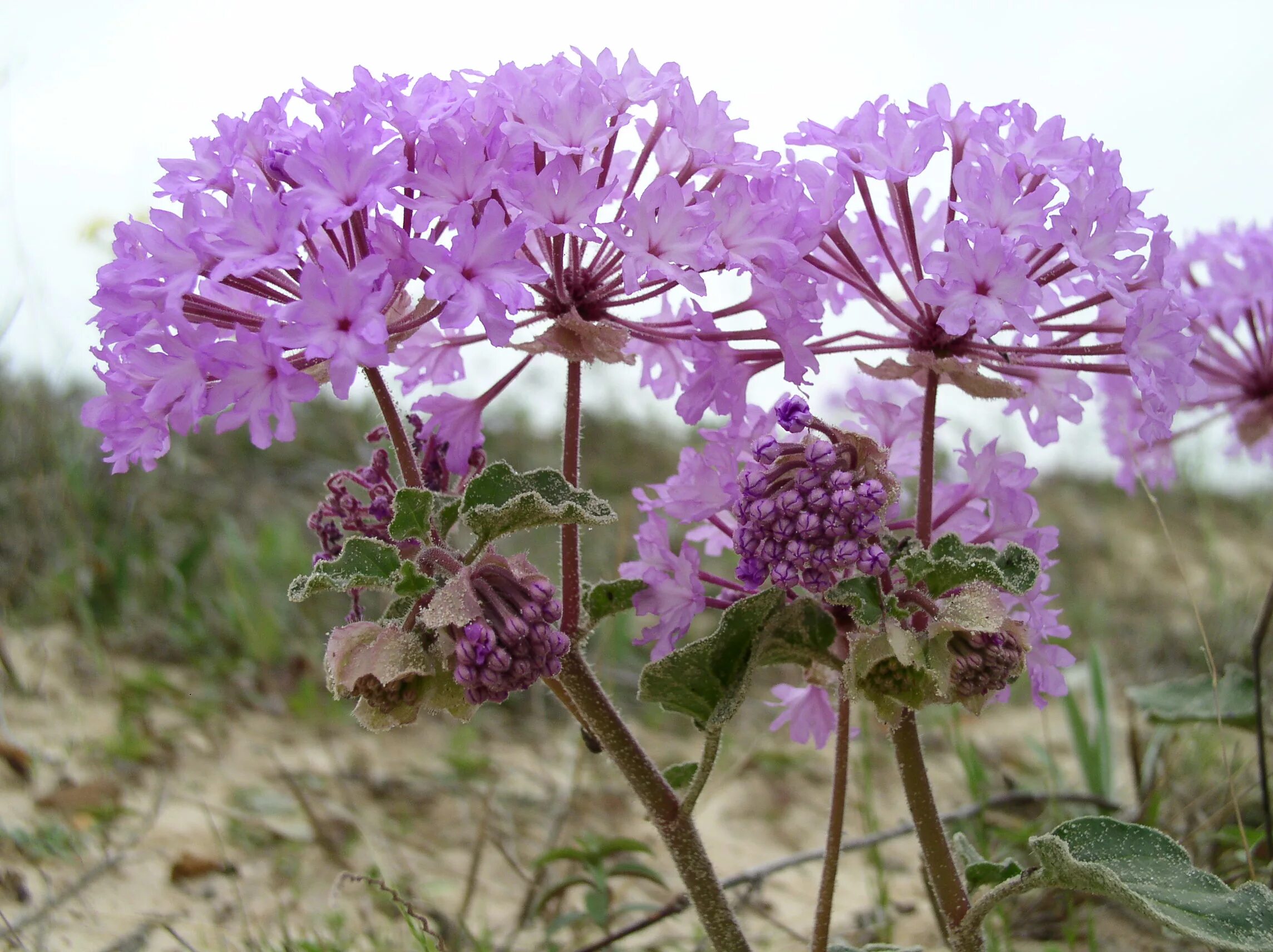 Abronia macrocarpa. Аброния зонтичная. Аброния растение. Цветы растущие в США. Какие растения растут в северной