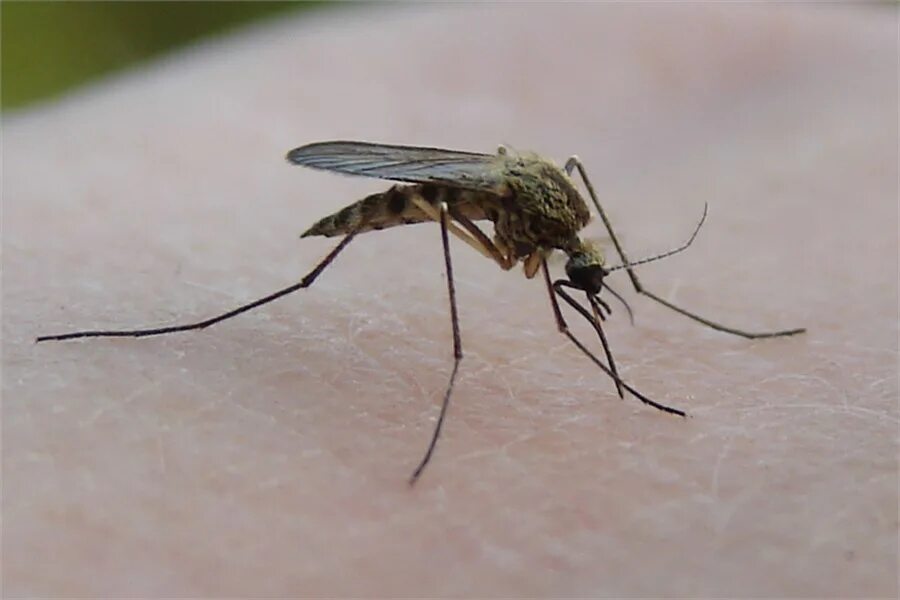 памятник комару ноябрьск парк. Aedes aegypti комар. имаго комара. комары-долгоножки. г б комар.