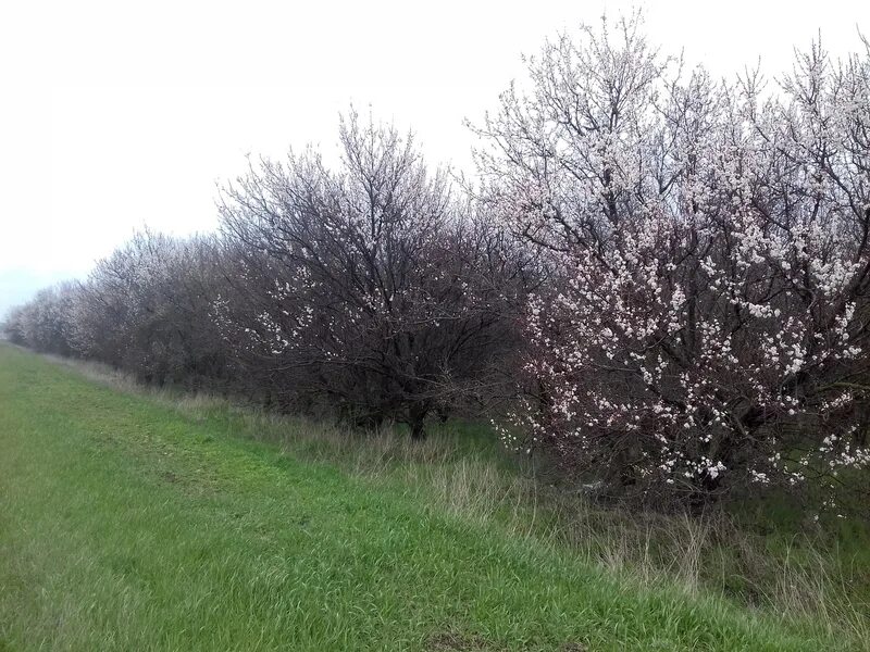 Лесополосы Ставропольского края. Лесонасаждения село Красногвардейское Ставропольский край. Село Донское Красногвардейского Ставрополь. Каменный крест в Красногвардейском районе Ставропольского края. Погода медвеженском ставропольского края