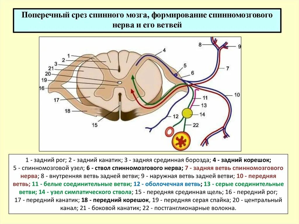 Сколько пар спинномозговых нервов отходит от спинного. Срез спинномозгового нерва. Спинномозговой нерв канатик и его ветви. Схема среза спинного мозга. Задний канатик спинной мозг анатомия.