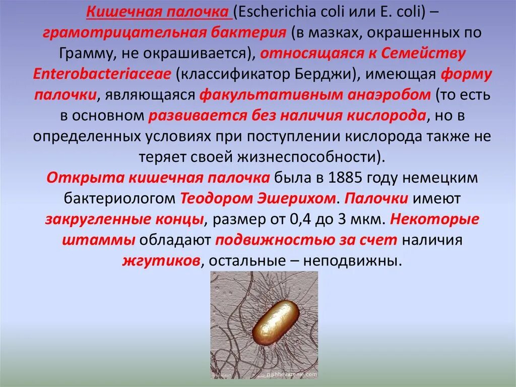 Кишечная палочка отзывы. Кишечная палочка форма бактерии. Кишечная палочка среда обитания. Бактерия кишечной палочки Escherichia coli.