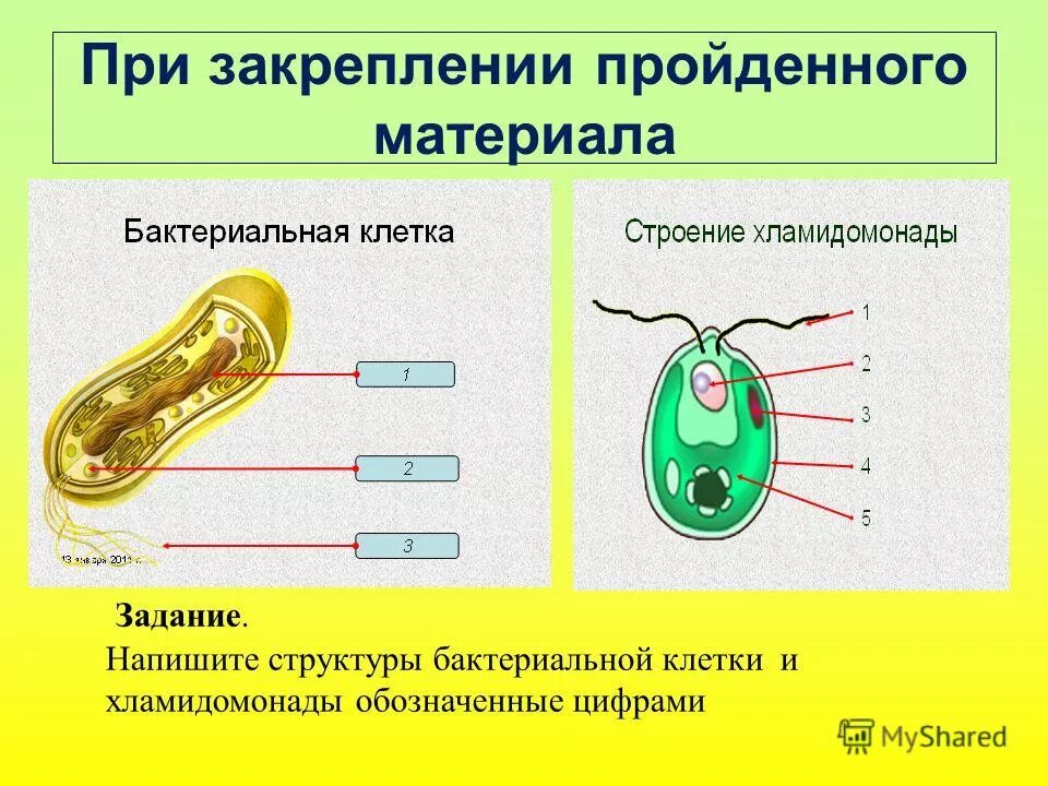 Chlamydomonas клеточная стенка. хламидомонада митохондрии. стигма у хламидомонады. хламидомонада митохондрии. пиреноид у хламидомонады это.