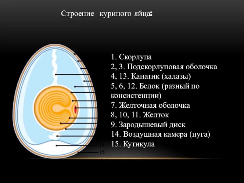 Функции оболочек яйца. Строение халазы куриного яйца. Строение халазы в яйце. Строение канатики - халазы куриного яйца. Строение яйцеклетки куриного яйца.