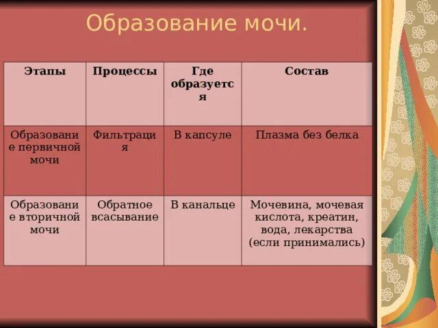 Этапы образования мочи. Процесс образования первичной мочи. Этапыоброзования мочи. Этапы образования первичной мочи.