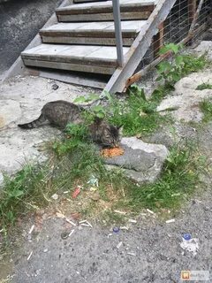 Дом кота екатеринбург