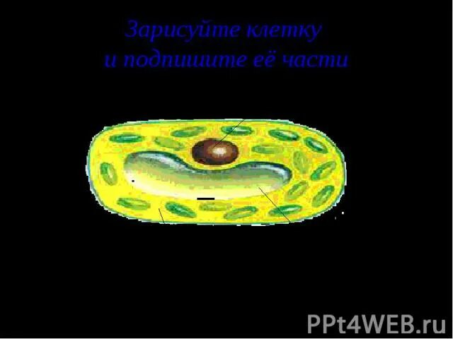 Зарисуйте несколько клеток рисунок подпишите. Зарисуйте клетку и подпишите. зарисуйте группу клеток.