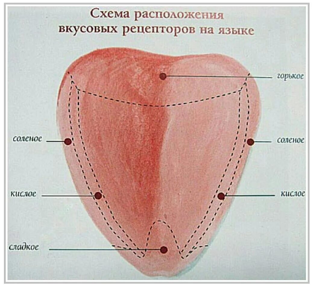 Язык восприятие вкусов схема. Стал чувствительный язык. Вкусовые рецепторы на языке. Вкусовой анализатор зоны языка. Стал чувствительный язык.